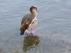 2011924-Borghetto-fauna del Mincio