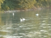 2011924-Borghetto-Cigni del Mincio
