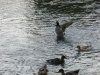2011924-Borghetto-fauna del Mincio