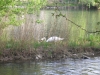 20110409-Borghetto-Cigno del Mincio