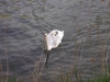 20110409-Borghetto-Cigno del Mincio