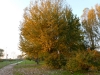 Legnago - Lungadige