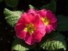 Primula fuxia