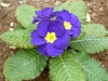 primula blu