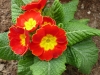 primula rossa